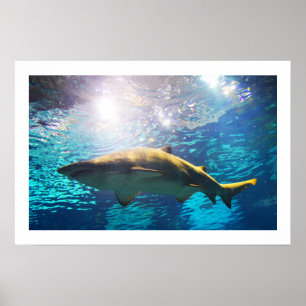 Poster requin-tigre de sable