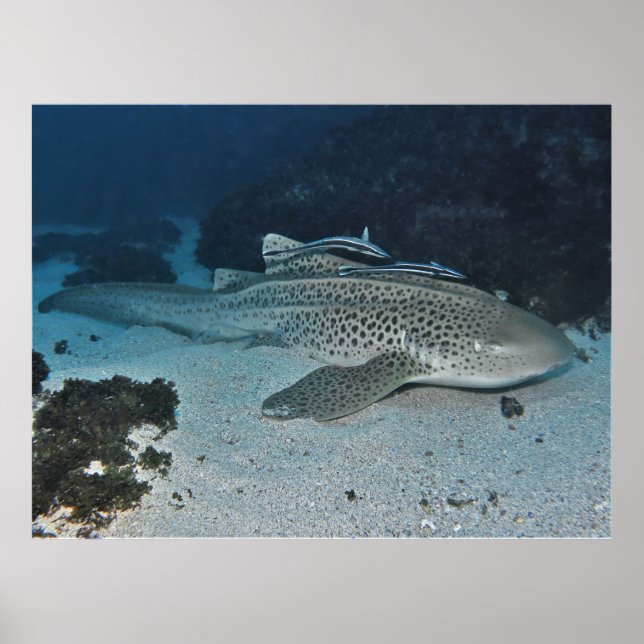 Poster Requin zèbre (Devant)