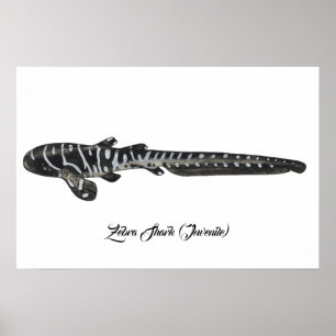 Poster Requin zébrée (juvénile)