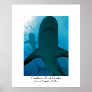 Poster Requins de récifs caribéens