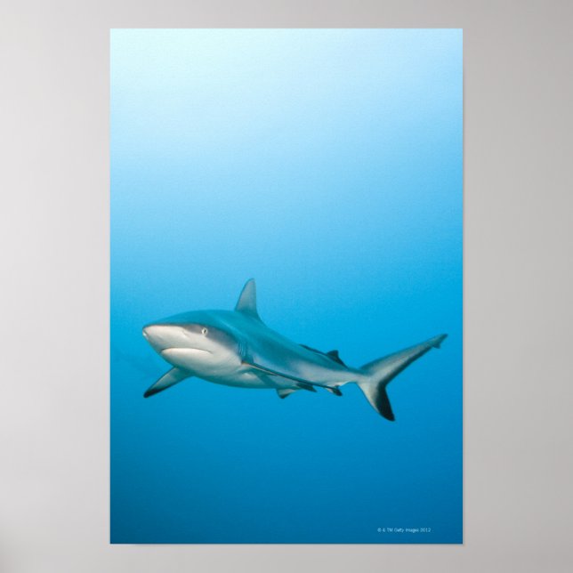 Poster Requins gris (Carcharhinus amblyrhnchos) (Devant)
