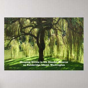 Poster Réserve de fleurs sauvages de pleurs Bainbridge Is