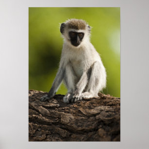 Poster Réserve de gibier de Samburu, Kenya, Vervet Monkey