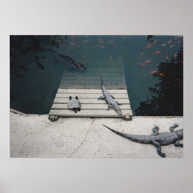 Poster Réservoir de reptiles (Devant)