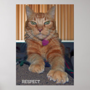 Poster Respecter l'affiche de chat Baz