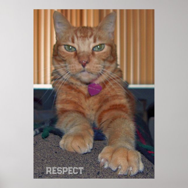 Poster Respecter l'affiche de chat Baz (Devant)