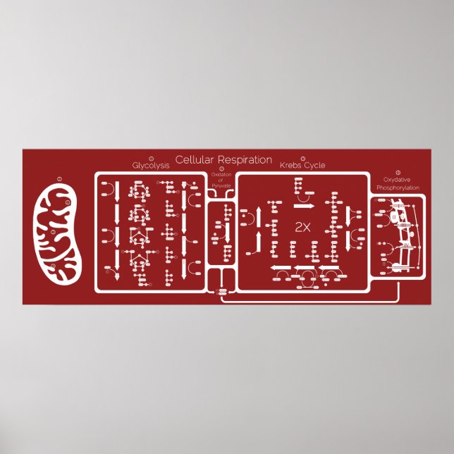 Poster Respiration cellulaire 42x16 (Devant)