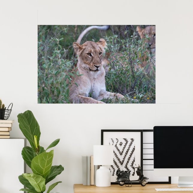 Poster Resting Lioness in African Safari (Bureau à domicile)