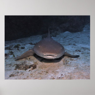 Poster Resting Nurse Shark