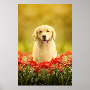 Poster Retraite d'or en fleurs rouges
