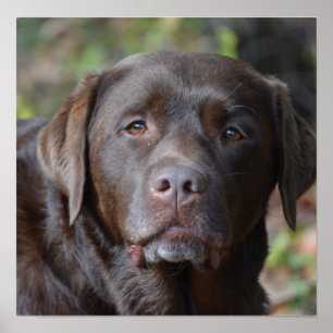 Poster Rétrificateur Labrador au chocolat adorable