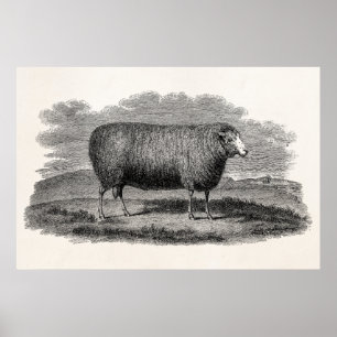 Poster Rétro laine de 1800s de moutons d'illustration
