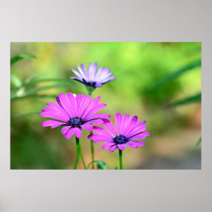Poster Rêve de fleurs