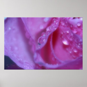 Poster Rêve rose