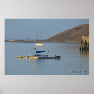 Poster Réveils de phoque à quai