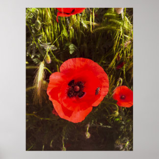 Poster Rêveur de pavot floral – Art de fantaisie botaniqu