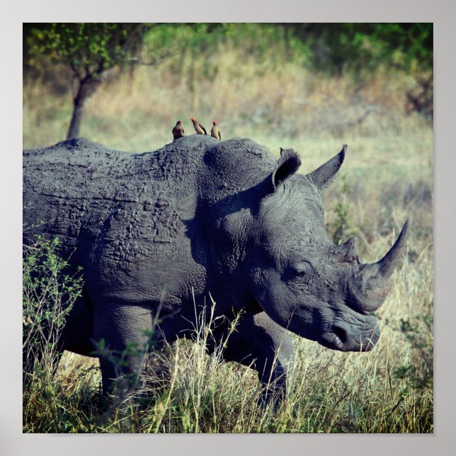 Poster Rhino (Devant)