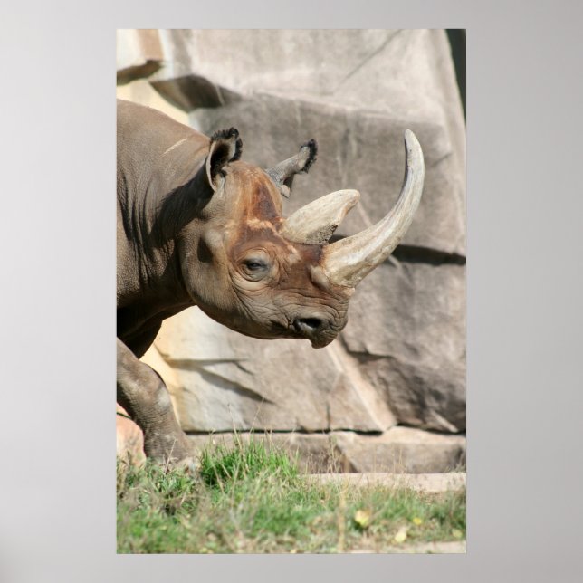 Poster Rhino (Devant)