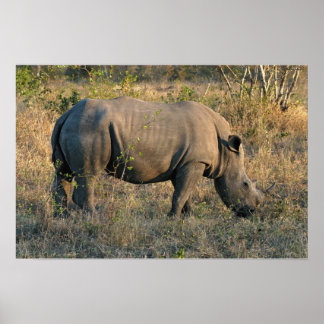 Poster Rhino blanc
