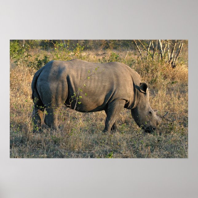 Poster Rhino blanc (Devant)