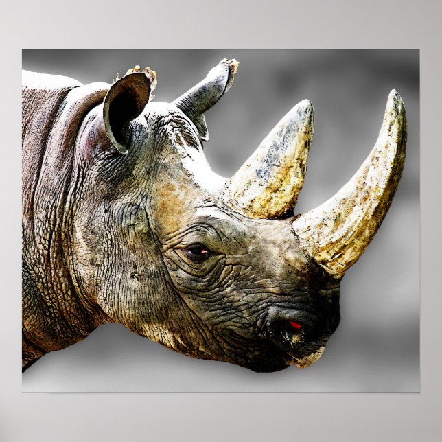 Poster Rhino Head, peinture Arrière - plan grise (Devant)