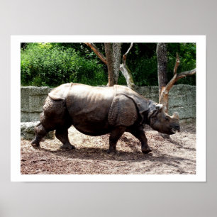 Poster rhino indien