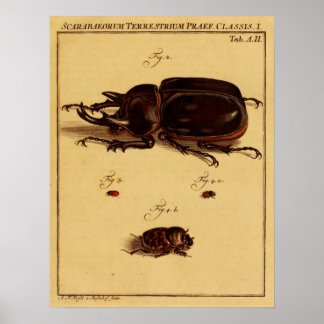 Poster Rhinoceros Beetles