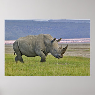 Poster Rhinocéros blanc et flamants nains lointains,