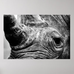 Poster Rhinocéros de B&W