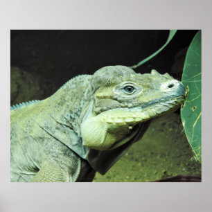 Poster Rhinoceros Iguana