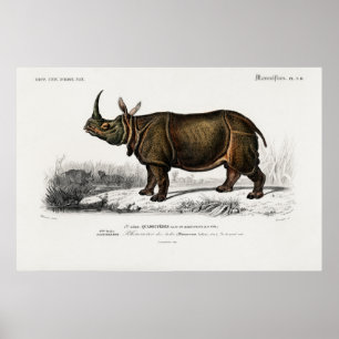 Poster Rhinocéros indiens par Charles Dessalines d'Orbign