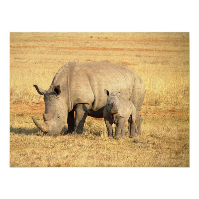 Poster rhinocéros mignons en afrique (Devant)