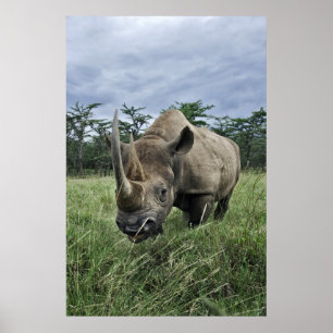 Poster Rhinoceros noirs   Kenya