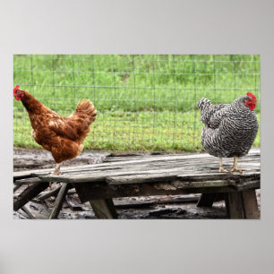 Poster Rhode Island Red et Plymouth Rock Hens