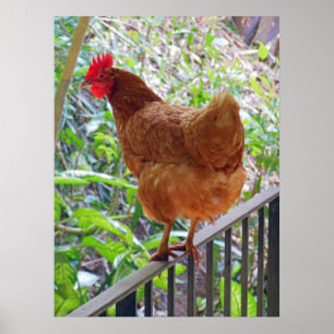 Poster Rhode Island Red Hen