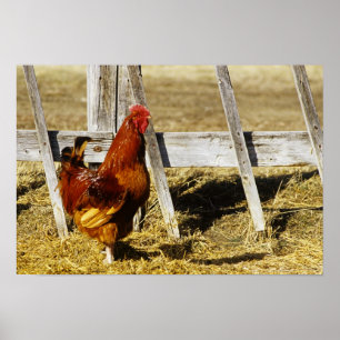 Poster Rhode Island Red Rooster