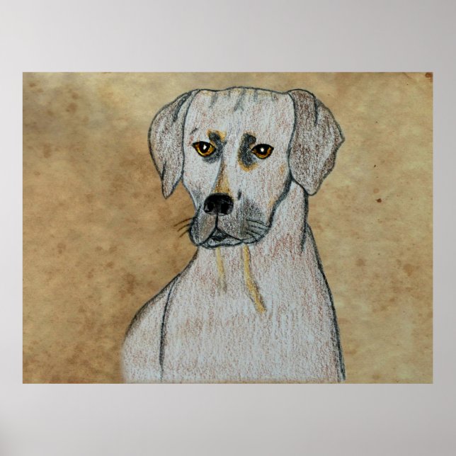 Poster Rhodesian Ridgeback (Devant)