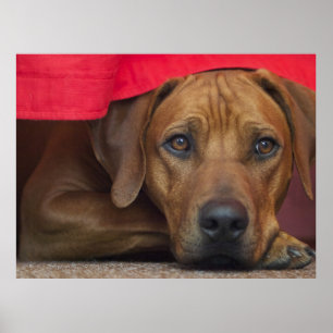 Poster Rhodesian Ridgeback