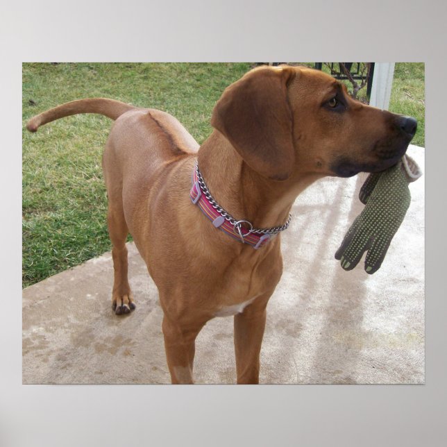 Poster RHODESIAN RIDGEBACK Chien Animaux de compagnie méc (Devant)