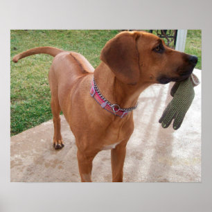 Poster RHODESIAN RIDGEBACK Dog Pet Breed Mischief