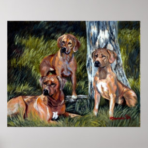 Poster Rhodesian Ridgebacks Portrait de chien