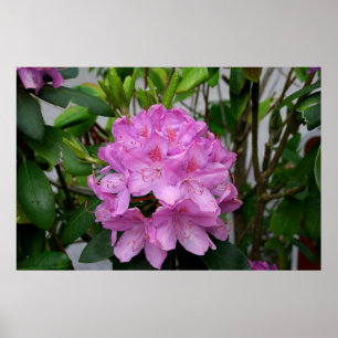 Poster Rhododendron