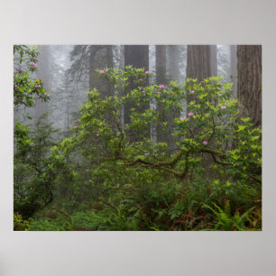 Poster Rhododendron dans le parc national Redwood en Cali