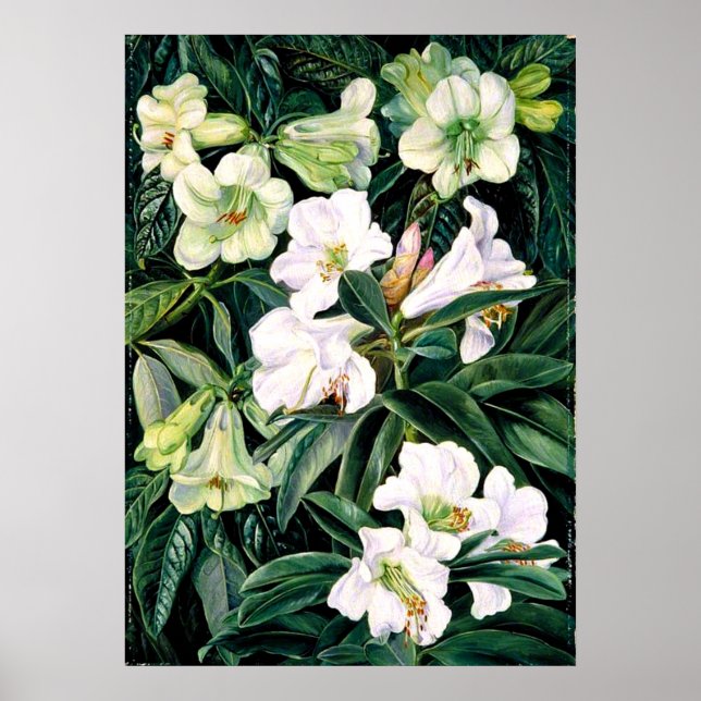 Poster Rhododendron de l'Inde du Nord (Devant)