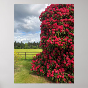 Poster Rhododendron et Pittoresque View en Écosse