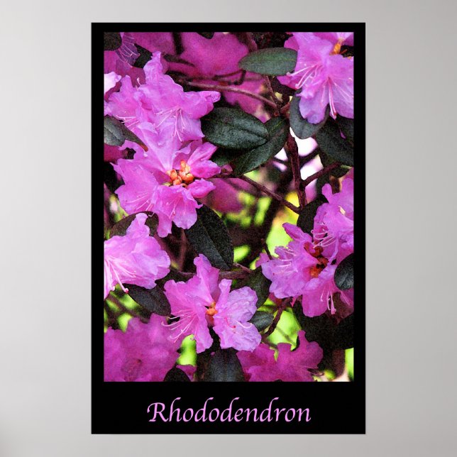 Poster Rhododendron Fleurs de Jardin Nature Florale (Devant)