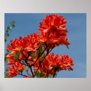 Poster "Rhododendron orange"