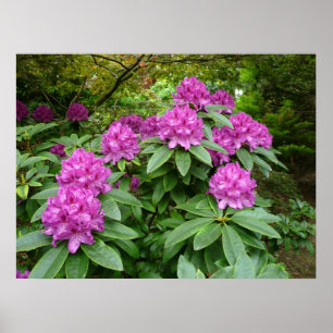 Poster Rhododendron Ponticum