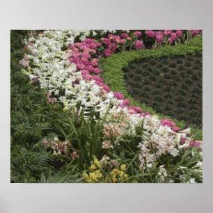 Poster Rhododendron (Rhododendron catawbiense) Lande