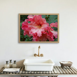 Poster Rhododendron rose fleurit